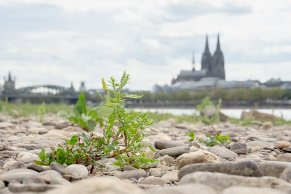 Melde auf trocken gefallenem Rheinufer in Köln