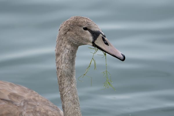 Junger Höckerschwan mit Wasserpflanzen am Aachener Weiher