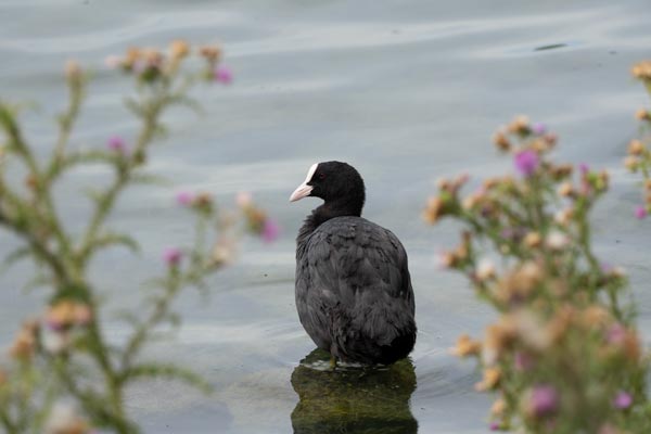Blässhuhn auf einem Stein im Weiher