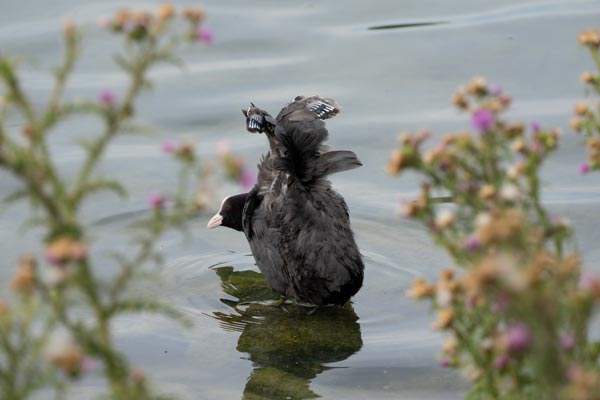Blässhuhn streckt Flügel im flachen Teichwasser
