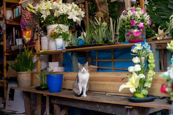 Tabby cat sitting in a flower stall