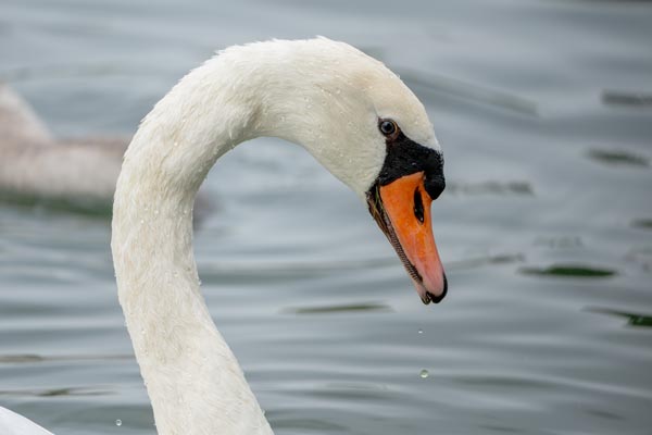 Mute swan portrait with raindrops on lake