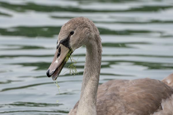 Young mute swan feeding in rippled pond water