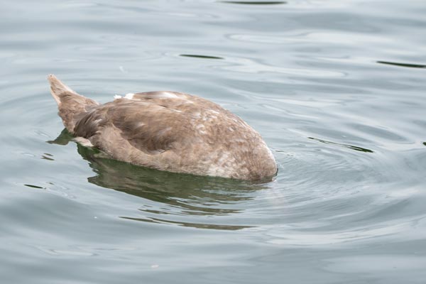 Juvenile mute swan dipping in calm water