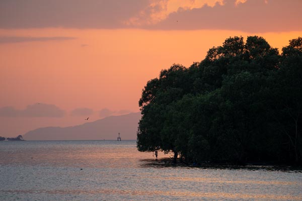 Mangrovenwald am ruhigen Meer in tropischer Abendstimmung