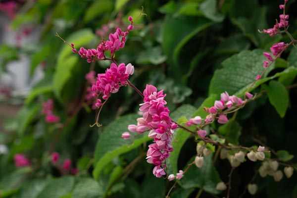 Pink coral vine flowers among lush green leaves