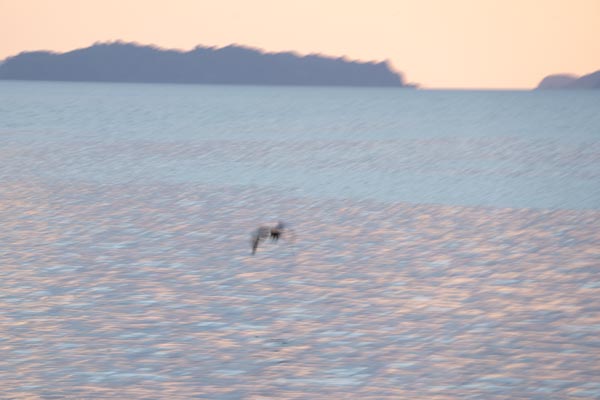 Verwischter Watvogel über ruhiger Küstenlandschaft bei Abendlicht