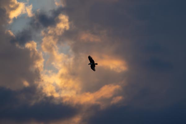 Greifvogel als Silhouette vor leuchtenden Abendwolken