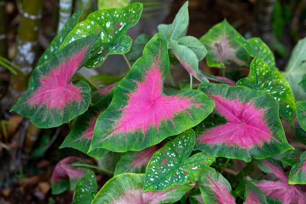 Pink caladium leaves in a lush tropical garden