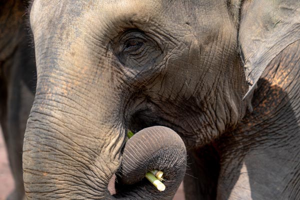 Asian elephant eye and trunk eating sugarcane