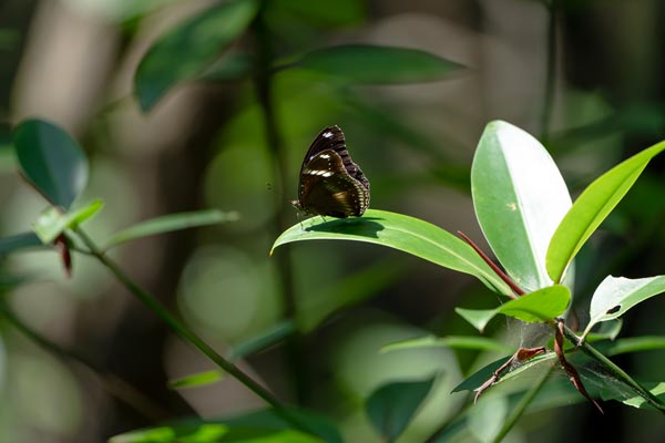 Dunkler Schmetterling auf glänzendem Blatt im Tropenwald