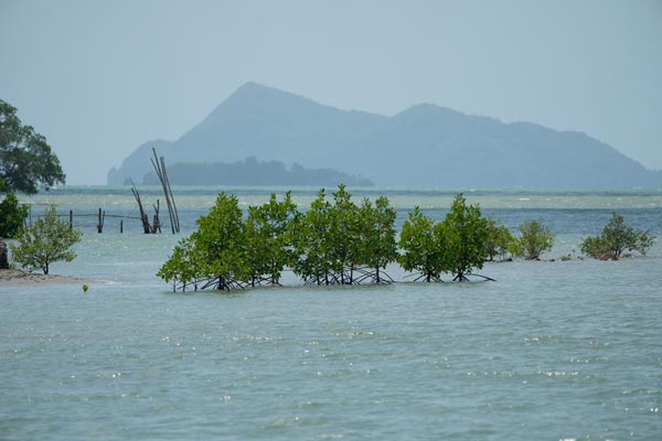 Mangroven im seichten Wasser einer tropischen Küste