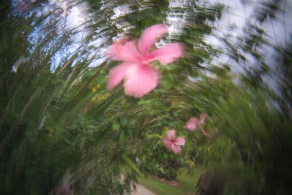 Rosa Oleanderblüten mit verträumtem Unschärfeeffekt im Garten