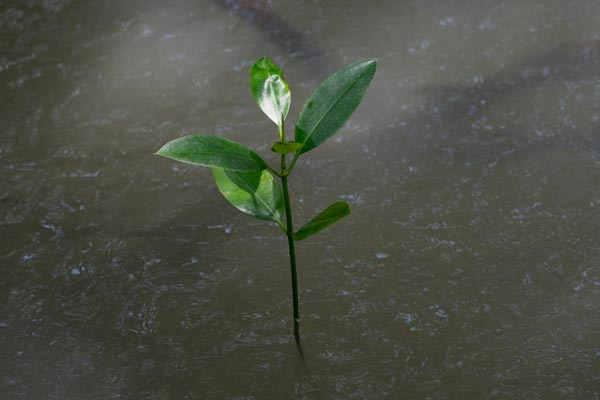 Junge Mangrovenpflanze im stillen Küstenwasser