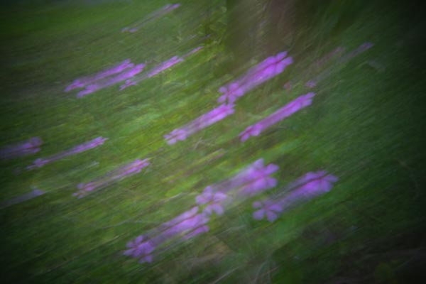 Violette Wildblumen in verwischter grüner Vegetation