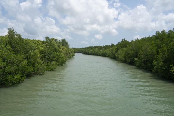 Dichter Mangrovenwald an einem tropischen Flusslauf