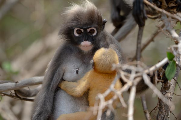 Brillenlangur mit goldenem Jungtier im Geäst