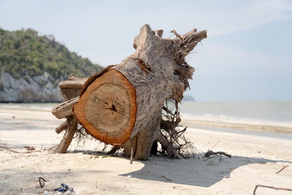 Angespülter Baumstamm am Strand von Laem Sala