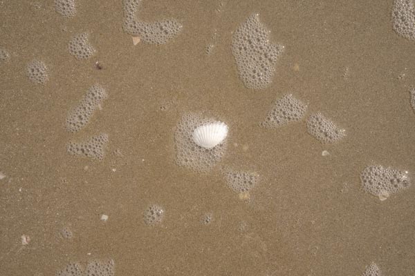 Weiße Jakobsmuschel zwischen Schaumblasen im feuchten Sand