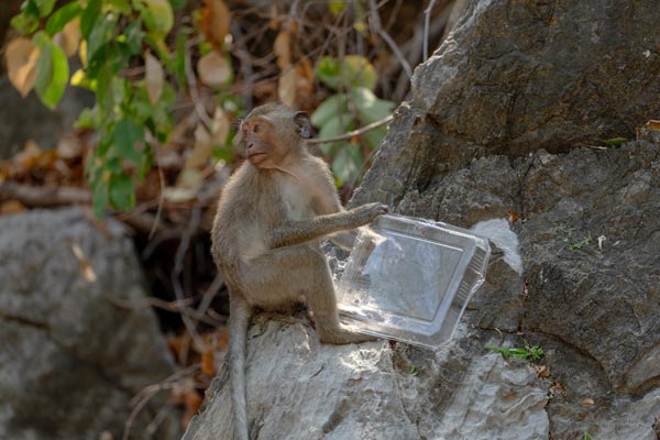 Junger Makak mit Plastikbehälter zwischen Felsen