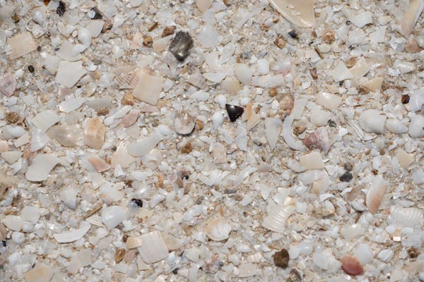 Crushed seashell fragments scattered across beach sand