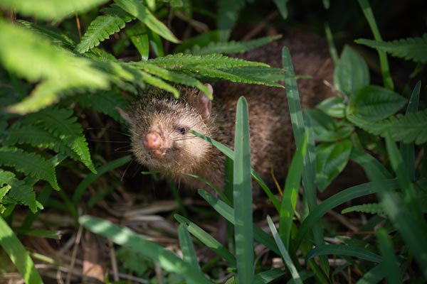 Brown tenrec at Sophie Nature Walk, Vacoas-Phoenix