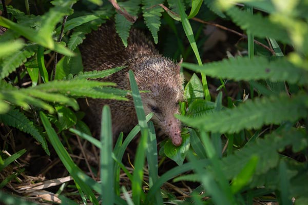 Tenrec moving through foliage at Sophie Nature Walk
