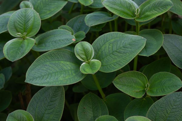 Young hairy leaves at Sophie Nature Walk, Mauritius