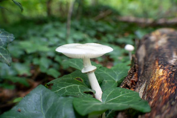 Weißer Pilz zwischen Efeu und liegendem Baumstamm