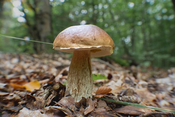 Brauner Röhrling auf dem Waldboden zwischen Laub