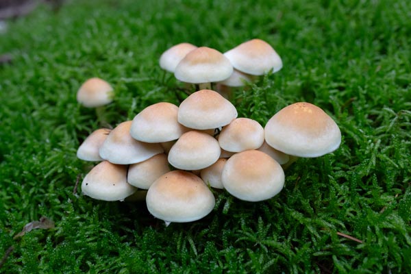 Helle Pilzgruppe auf dichtem grünem Waldmoos