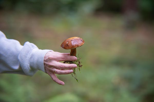 Brauner Pilz in einer Hand vor Grün