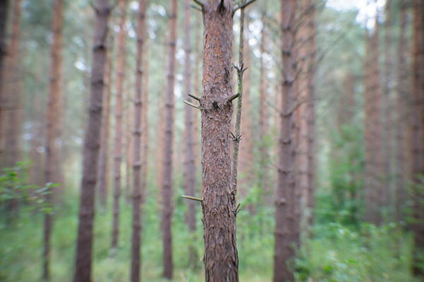 Nadelbaumstamm mit Aststummeln im Wald