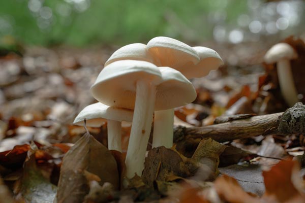 Weiße Lamellenpilze zwischen Herbstlaub im Wald