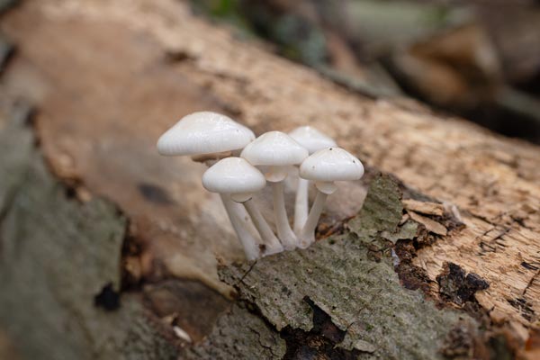 Weiße Pilze auf einem morschen Baumstamm