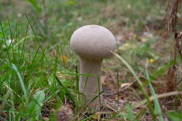 Heller Stäubling zwischen Gras und Kiefernnadeln