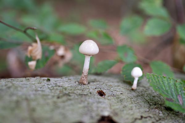 Weißer Pilz auf morschem Baumstamm im Wald