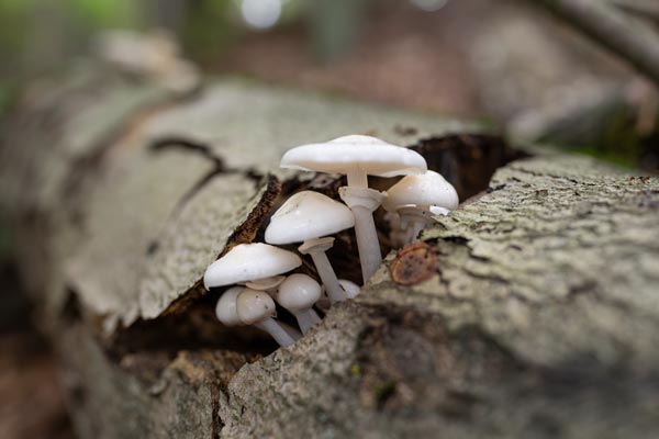 Weiße Pilze auf einem verwitterten Baumstamm