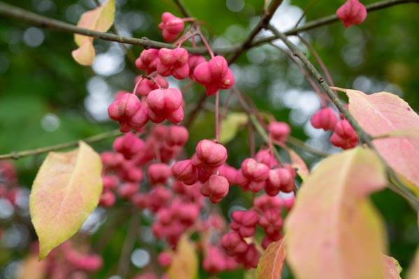 Rosa Früchte des Pfaffenhütchens im Herbstlaub