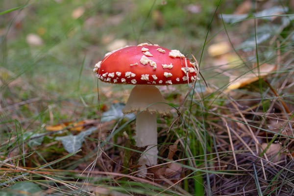 Fliegenpilz zwischen Gräsern am Waldboden