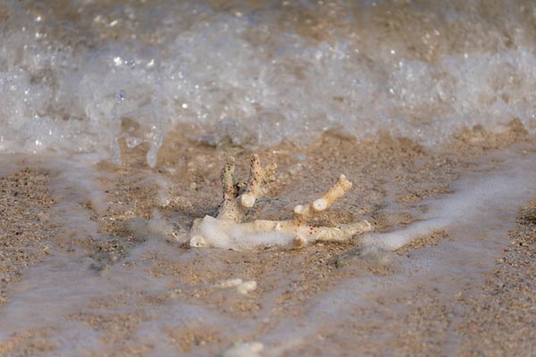 Korallenstück am Sandstrand angespült