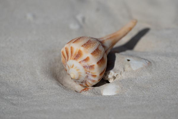 Gemusterte Schneckenschale im Sand von Playa Chuburná