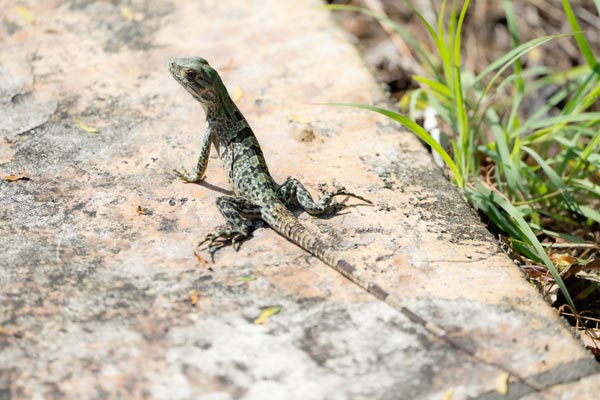 Grüner Leguan auf Steinoberfläche