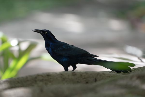Schwarz glänzender Grackel auf einer Betonbrüstung