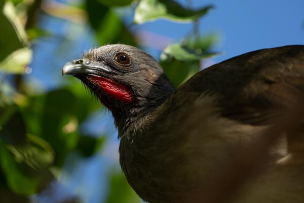 Plain chachalaca with red throat patch among green leaves