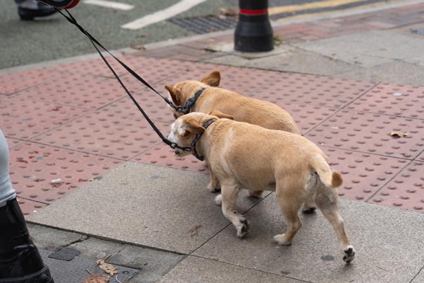 Two small dogs walking on leashes
