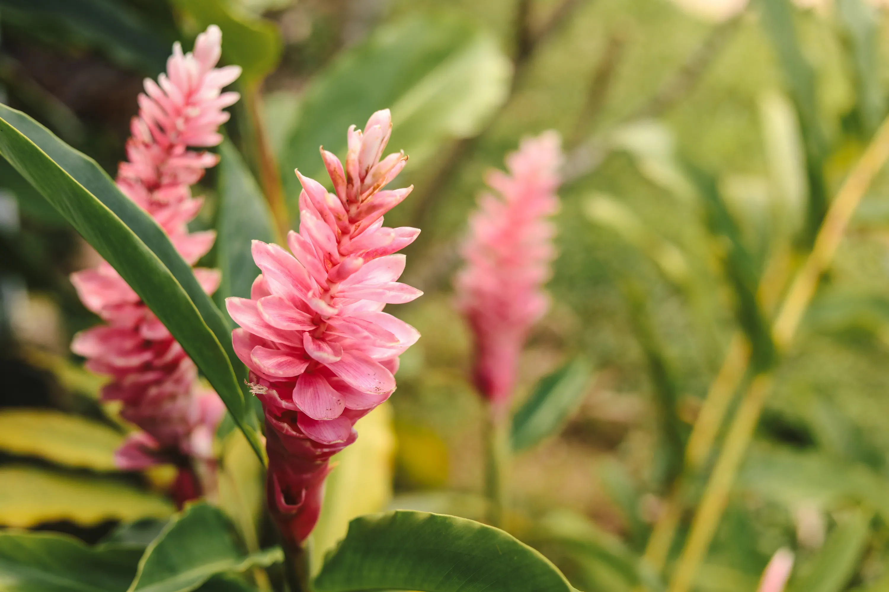 Photo of tropical flowers in Hawaiian Islands