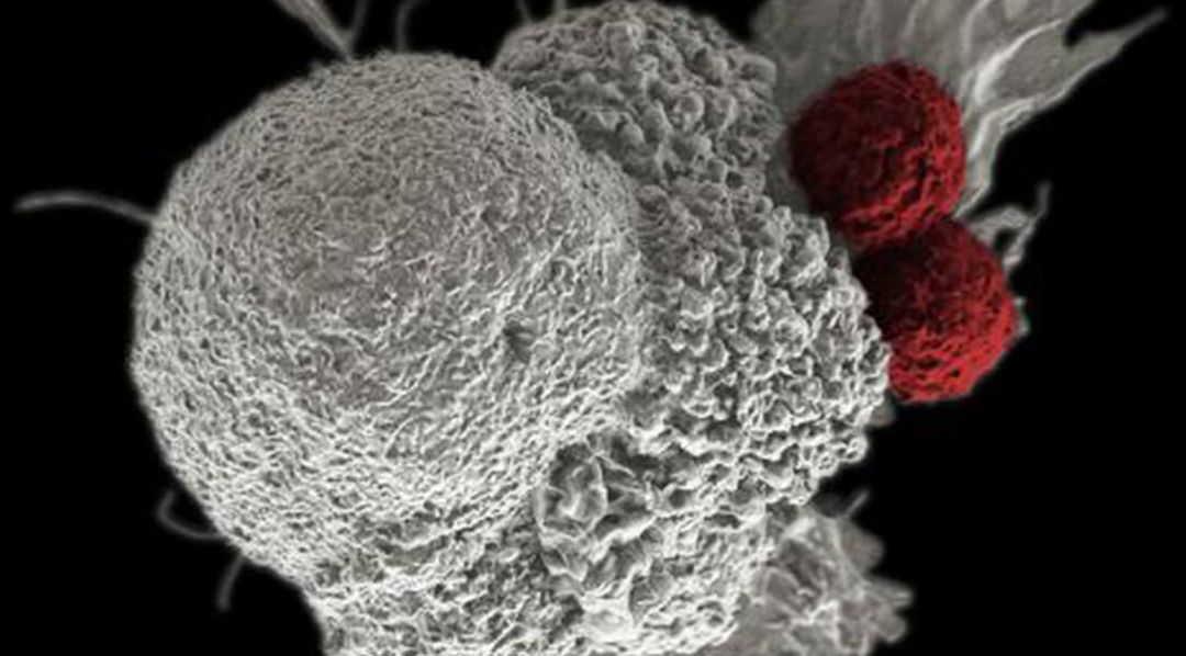 Roybal Lab - Hacking Immune Cells To Expand Their Therapeutic Potential