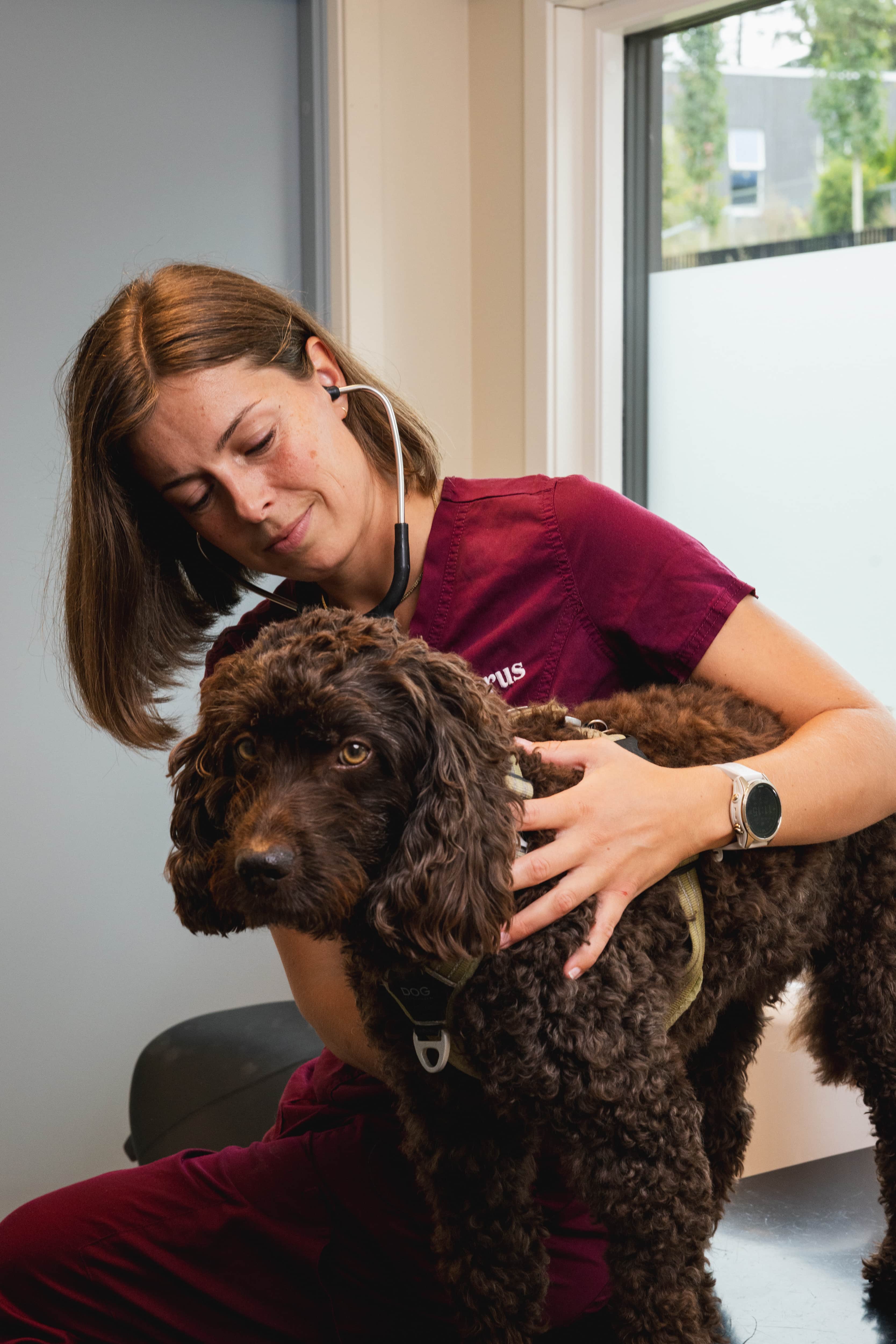 Veterinaerteam i klinikk
