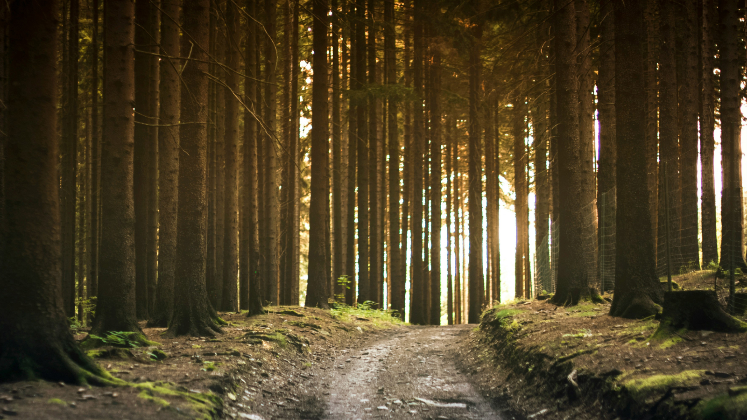 A forest path with trees on both sides.
